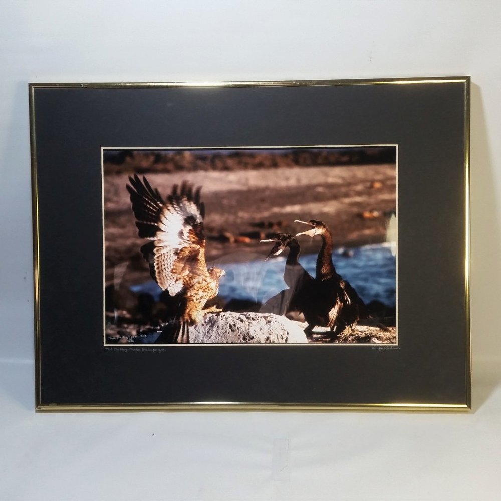 Galapagos Confrontation Framed Photo Numbered, Vintage Professional Photography
